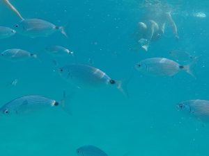 DCIM100GOPROGOPR0723.JPG